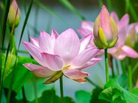 lotuses, flowers, lotus flowers-2536194.jpg